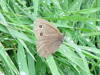 Brown butterfly picture - Common Wood Nymph