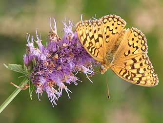 Picture of Coronis Fritillary Butterfly nectaring on mint