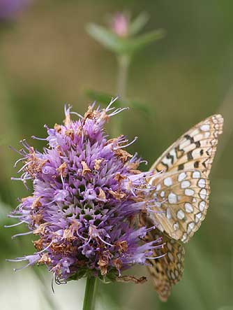 Coronis Fritillary Butterfly or Speyeria coronis, nectaring on mint, ventral wing