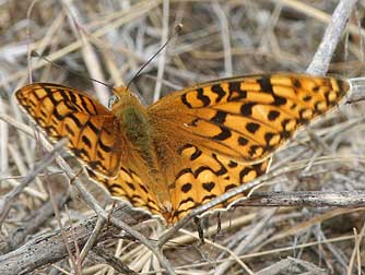 Coronis Fritillary butterfly - Speyeria coronis