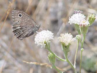 Dark wood nymph butterfly picture - Cercyonis oetus