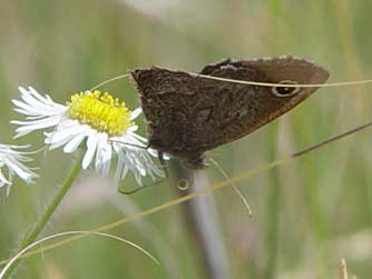 Picture of Brown butterfly on fleabane