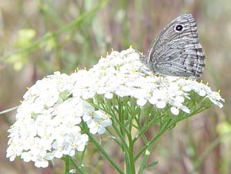 Brown butterfly picture - Dark or Small Wood Nymph