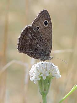 Dark Wood Nymph Butterfly Picture