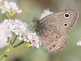 Dark Wood Nymph Butterfly Picture