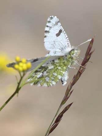 Desert marble butterfly or Euchloe lotta