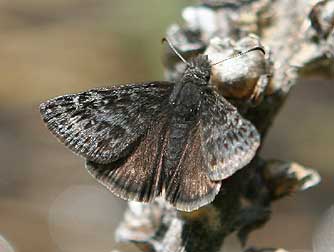 Dreamy duskywing or Erynnis icelus