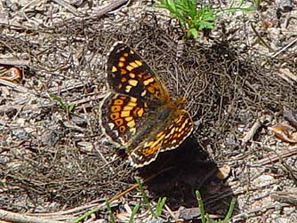 Field Crescent butterfly picture