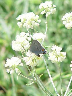 Gray hairstreak butterfly nectaring on parsnip-flowered buckwheat