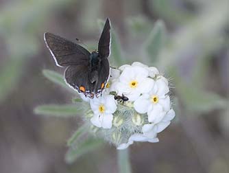 Gray Hairstreak butterfly nectaring on cryptantha, or white forget-me-not