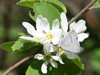 Gray hairstreak butterfly nectaring on serviceberry flowers