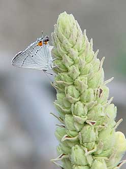 Picture of gray hairstreak butterfly basking on mullein