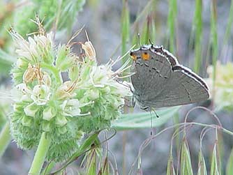 Gray hairstreak butterfly nectaring on silverleaf phacelia