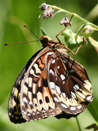 Great Spangled Fritillary Butterfly Female