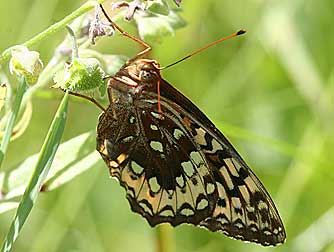 Great spangled fritillary butterfly pictures