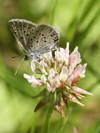 Female Greenish Blue Butterfly  picture - Plebejus saepiolus