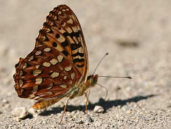 Hydaspe fritillary butterfly