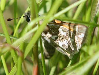 Juba Skipper female ovipositing in grass