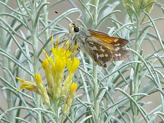 Juba skipper in October