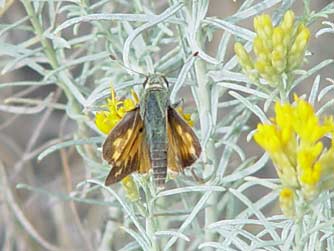 Juba skipper nectaring on rabbitbrush flowers