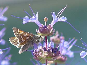 Picture of purple sage flower and juba skipper butterfly