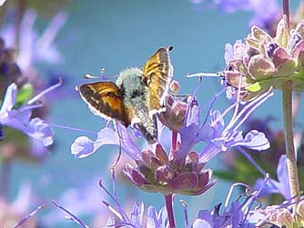 Picture of Juba skipper butterfly nectaring on purple sage