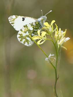 Large Marble butterfly picture