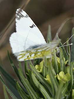 Picture of spring white butterfly underside