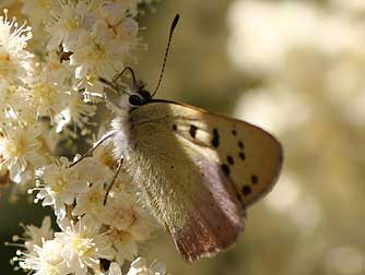 Lilac-bordered copper butterfly picture