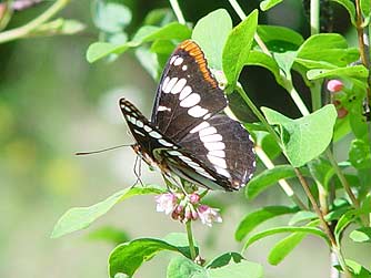 Flowering snowberry, host plant for Lorquin's admiral butterfly