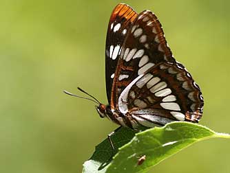 Lorquin's Admiral butterfly picture - Limenitis lorquini