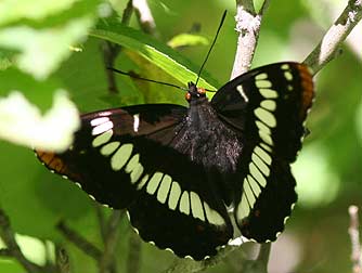 Picture of Lorquin's Admiral butterfly dorsal wings