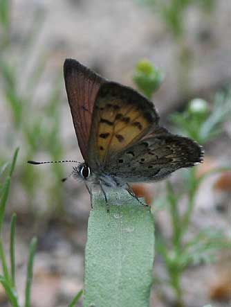 Mariposa Copper Butterfly