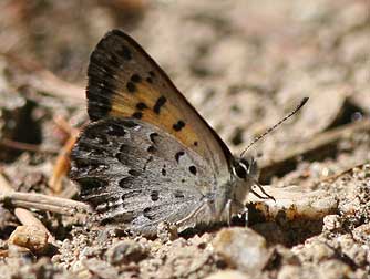 Mariposa copper butterfly picture ventral wing