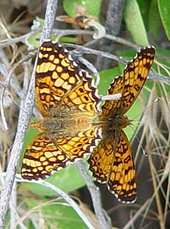 Picture of mating Mylitta Crescent butterflies or Phyciodes mylitta