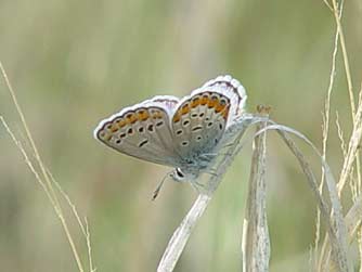 Picture of Melissa's Blue Butterfly