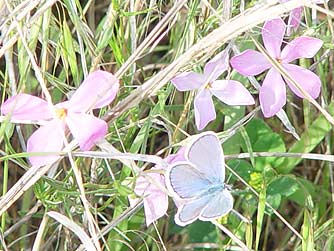 Picture of Melissa's Blue Butterfly male