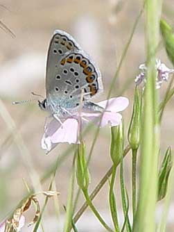 Picture of Melissa's blue butterfly basking on phlox flower