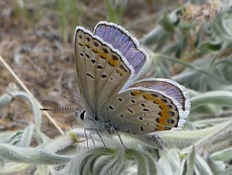 Picture of Melissa's blue butterfly