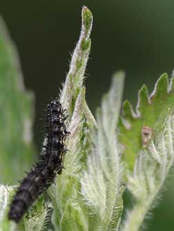 Black Caterpillar of Milbert's Tortoiseshell on a nettle leaf