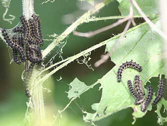 Milbert's tortoiseshell caterpillars larva eating nettles