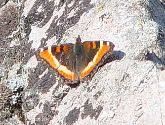 Milbert's tortoiseshell in February