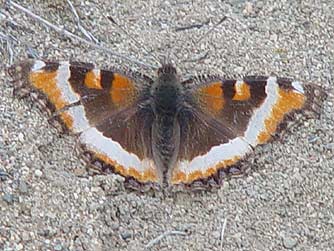 Picture of Milbert's tortoiseshell butterfly basking in February sun