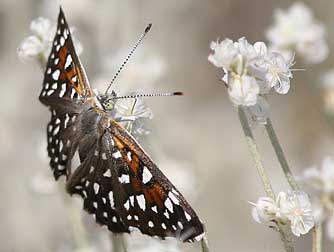 Mormon metalmark butterfly pictures