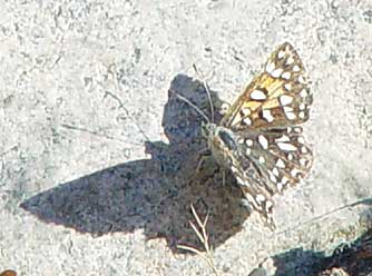 Picture of mormon metalmark butterfly