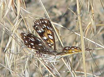 Mormon metalmark butterfly picture