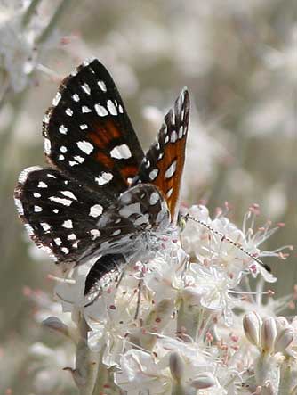 Mormon Metalmark butterfly nectaring on its host plant snow buckwheat or Eriogonum niveum
