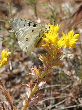 Mountain parnassian butterfly nectaring on stonecrop near Reecer Creek, July