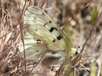 Mountain parnassian butterfly, Parnassius sminthius