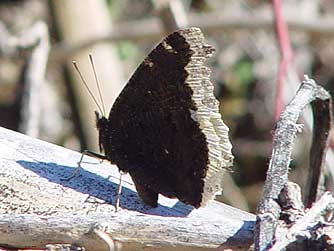 Mourning Cloak Butterfly